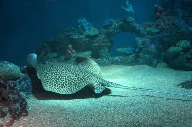 Benekli stingray içinde belgili tanımlık akvaryum kumlu dibinde yüzüyor. Arkadan görünüm