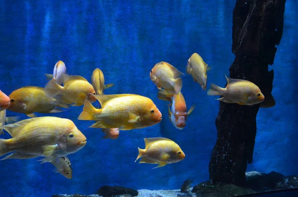 Nahaufnahme Eines Schwarms Gelber Meeresfische Mit Glänzenden Schuppen Und Hoher — Stockfoto