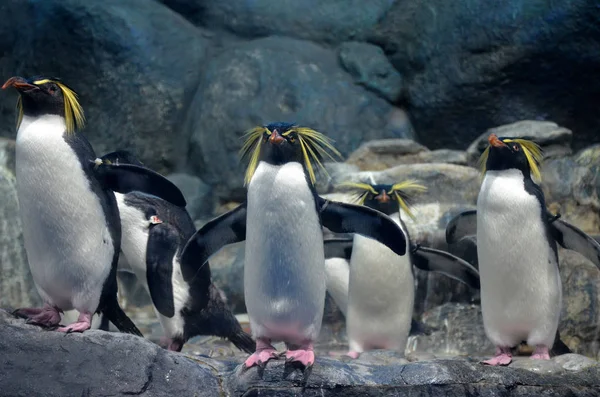 Группа Северных Каменистых Пингвинов Угрожающим Взглядом Раскинула Крылья Стоящие Скалах — стоковое фото
