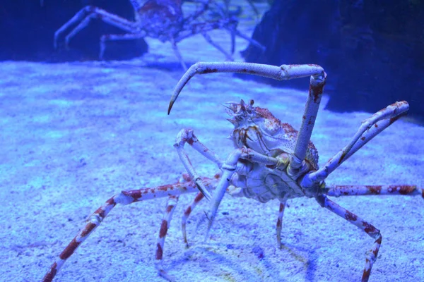 Close up of a huge spider crab with long thin legs in an aquarium on the sand. Bottom view