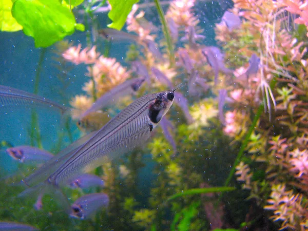 Indischer Glaswels Aquarium Nahaufnahme Eines Durchsichtigen Fisches Mit Sichtbarem Skelett — Stockfoto