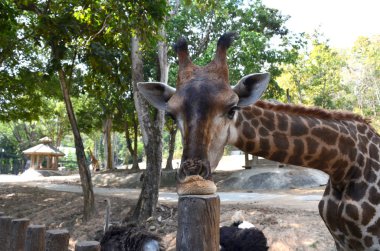 Gıda gülünç yüzünü düzleştirme bir ahşap görevinden yalama bir zürafa, yakın çekim. Baş ve boyun ön planda bir zürafa. Devekuşları ve hayvanat bahçesinde başka bir zürafa arka planda vardır.