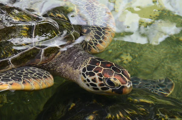 Close up of a sea turtle in the water. The head of a turtle with a wrinkled neck. Top view