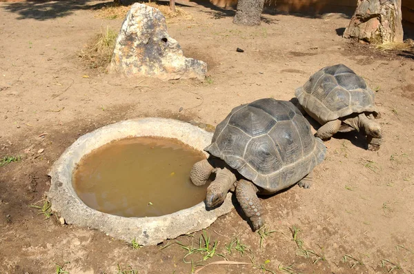 Zwei Alte Schildkröten Sonnen Sich Sonnenlicht Auf Dem Sand Neben — Stockfoto