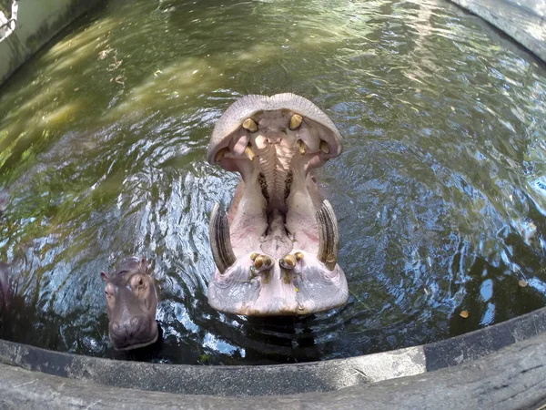 Hipopotamul Ridicat Capul Imens Din Apă Deschis Gura Pentru Aștepta — Fotografie, imagine de stoc