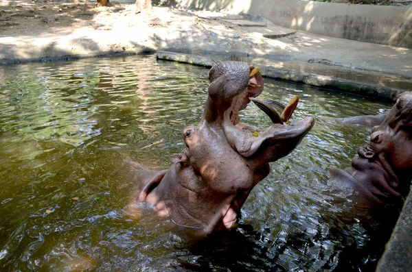 Gran Hipopótamo Levantó Enorme Cabeza Del Agua Abrió Boca Para — Foto de Stock