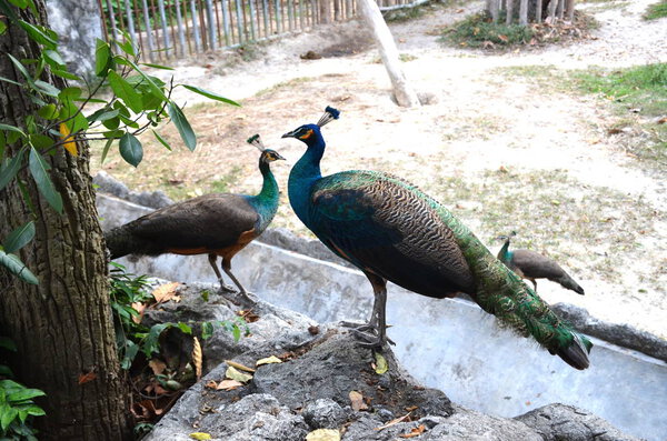 Close up of peacocks with closed tails sitting on the stones by the tree
