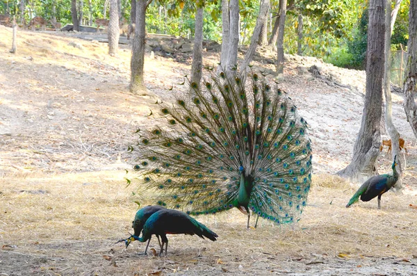 Male Peacock Open Tail Flaunts Front Females — Stock Photo, Image