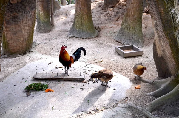 Galinhas Galo Com Plumagem Brilhante Caminhar Entre Árvores — Fotografia de Stock