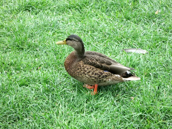 Close Duck Standing Its Paws Grass Side View Nearby Feather — Stock Photo, Image