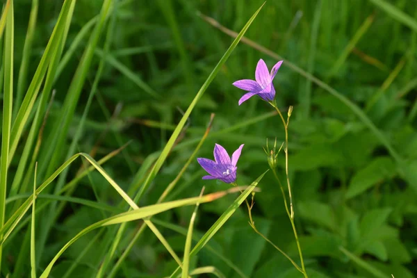 Two flowers of a purple bell flower in spring grass in sunlight on a blurred green background. Blue campanula