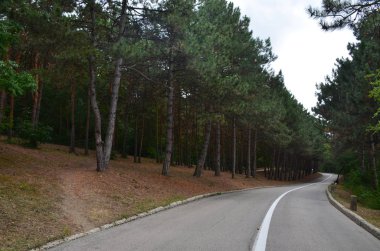 Bir asfalt yol çam gidiş bir bölen şeridi ile 