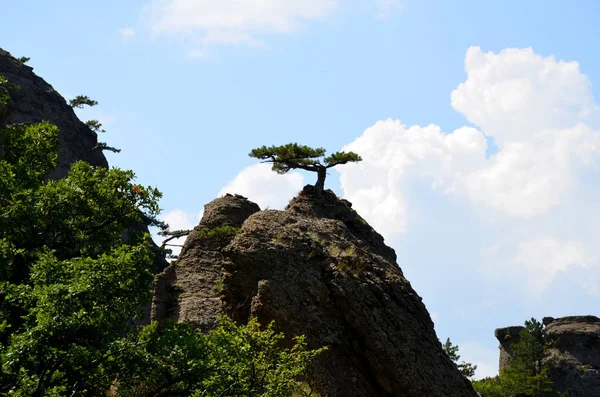 Un petit arbre pousse au sommet d'une montagne — Photo