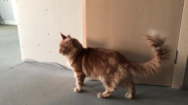 Eine Große Rotmarmorierte Maine Coon Katze Schaut Sich Seitlich Der — Stockvideo
