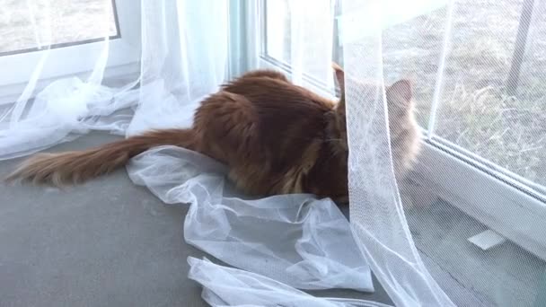 Eine Große Rote Marmor Maine Coon Katze Liegt Fenster Hinter — Stockvideo