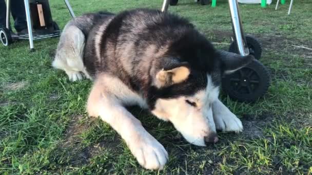 大哈斯基躺在草地上 试图从地上捡起什么东西 与动物露营 夕阳下的狗 — 图库视频影像