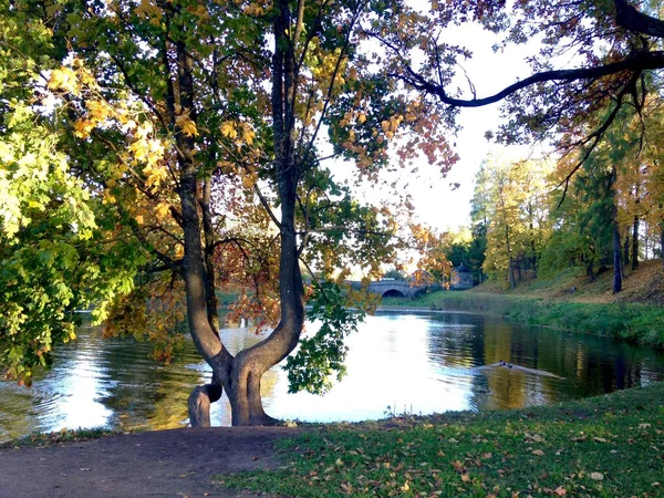 Podzim v městském parku. Zlaté stromky a krycí listy na smísené — Stock fotografie