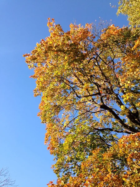 Autumn tree crown against a bright blue sky — Stock Photo, Image