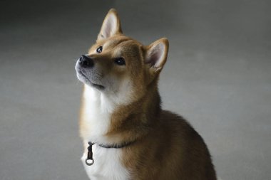 Shiba Inu cins güzel genç kırmızı köpek