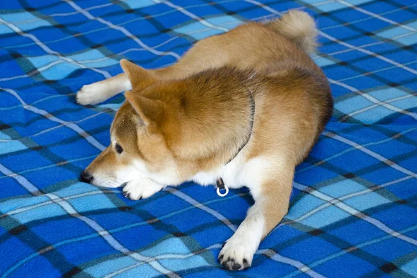 Bonito cão vermelho jovem da raça Shiba Inu — Fotografia de Stock