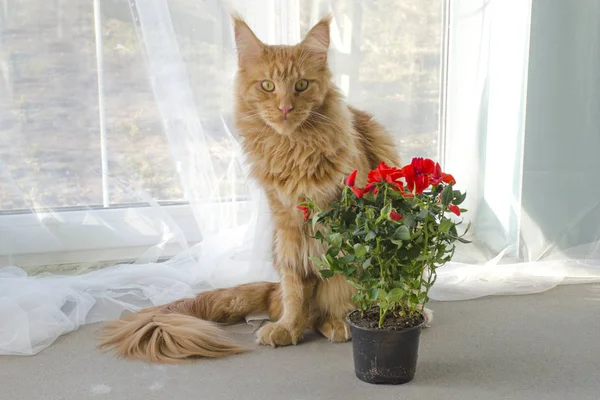 Vörös márvány Maine Coon macska ül mellette a vörös rózsa virág egy — Stock Fotó