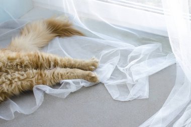 Büyük kırmızı mermer Maine coon kedi shaggy pençeleri