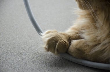 Büyük kırmızı mermer Maine coon kedi shaggy pençeleri