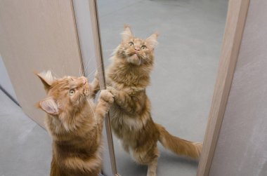 Büyük kırmızı mermer Maine coon kedi ayna yanında duruyor