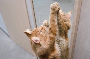 Büyük kırmızı mermer Maine rakun kedi ayna yakınında duruyor