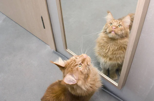 Большой красный мрамор Мэн Енот кот сидит рядом с зеркалом — стоковое фото