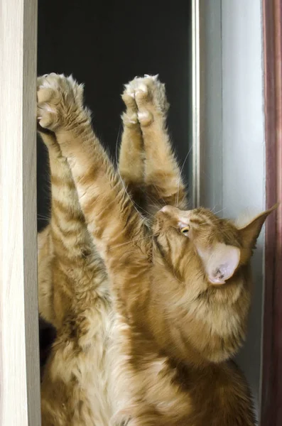 Large red marble Maine coon cat stands near the mirror — Stock Photo, Image