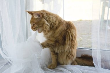 Büyük kırmızı mermer Maine coon kedi bir folyo topu ve nibbl ile oynar
