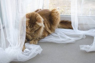 Genç büyük kırmızı mermer Maine coon kedi bir folyo topu ile oynar