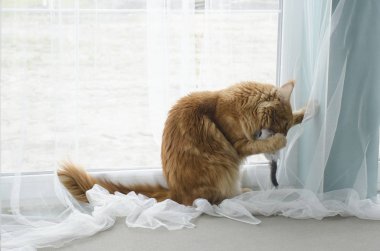 Genç büyük kırmızı mermer Maine coon kedi bir oyuncak ile oynuyor