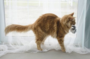 Genç büyük kırmızı mermer Maine coon kedi bir oyuncak ile oynuyor