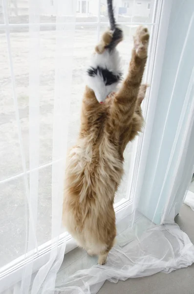 Young large red marble Maine coon cat playing with a toy