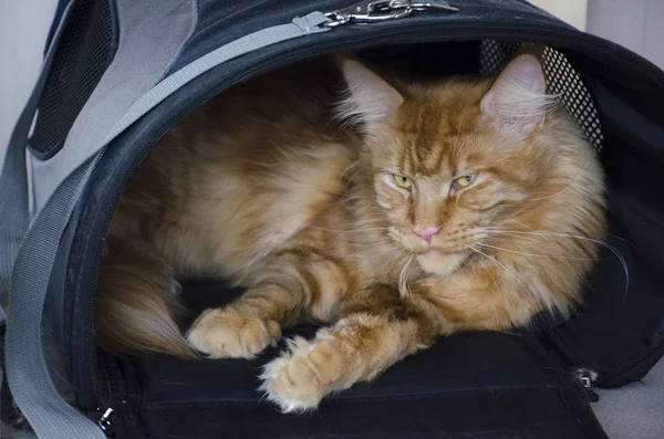 Large red marble Maine coon cat lies in a pet carrier bag