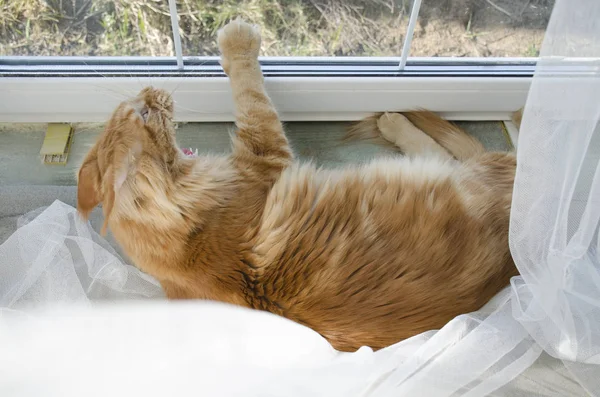 Große rote Marmorkokonkatze liegt am Fenster und gähnt — Stockfoto