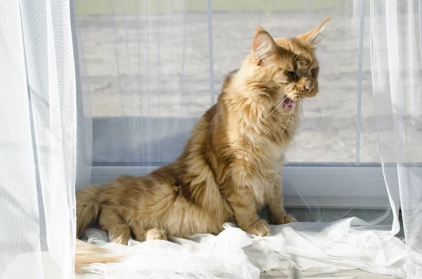 Большой красный мрамор Мэн Енот кот сидит у окна и зевает — стоковое фото