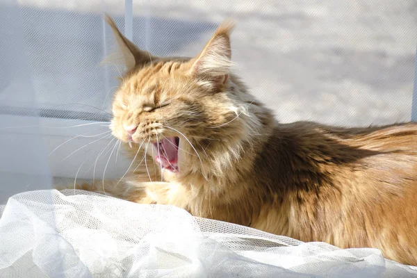 Große rote Marmorkokonkatze liegt am Fenster und gähnt — Stockfoto