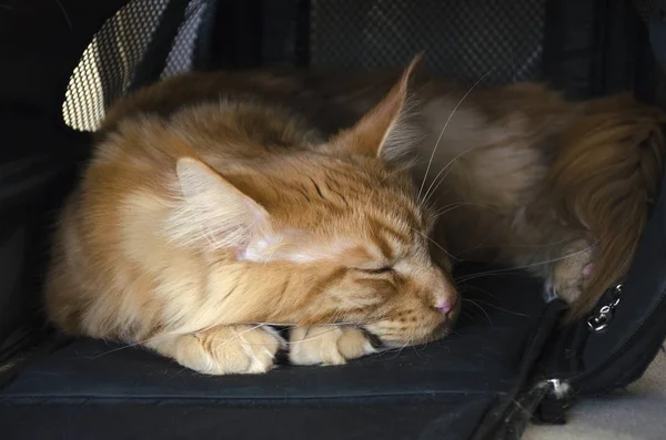 Large red marble Maine coon cat sleeps in a pet carrier