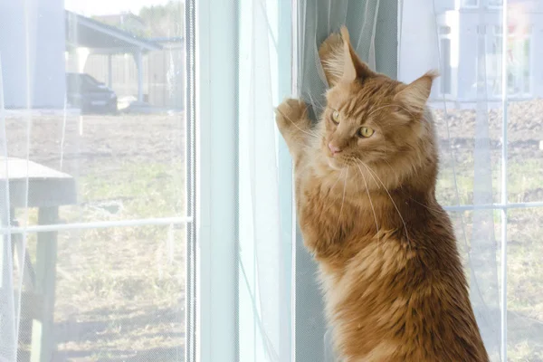 Большой красный мрамор Мэн Енот кот стоит на задних лапах у w — стоковое фото