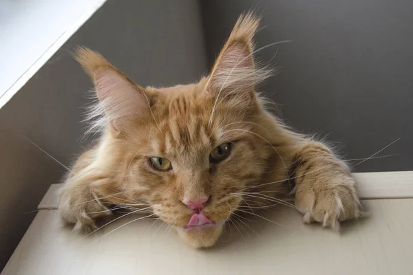 Большой красный мрамор Мэн Енот кошка лежит на шкафу и висит Dow — стоковое фото