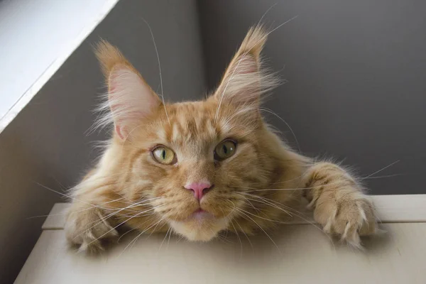 Большой красный мрамор Мэн Енот кошка лежит на шкафу и висит Dow — стоковое фото