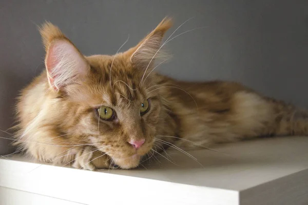 Nagy piros márvány Maine Coon macska fekszik a szekrényben, és úgy néz ki, Awa — Stock Fotó