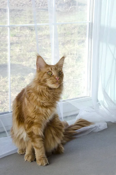 Große rote Marmor Maine Coon Katze sitzt gegen ein Fenster mit weißen — Stockfoto