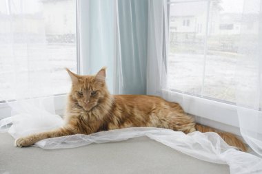 Büyük kırmızı mermer Maine coon kedi karşı beyaz bir perde üzerinde yatıyor