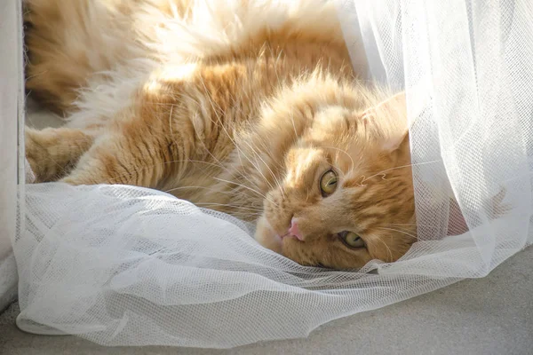 Большой красный мрамор мейн Енот кошка лежит на белых занавесках против — стоковое фото