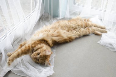 Büyük kırmızı mermer Maine rakun kedi beyaz perdeler ve str yatıyor