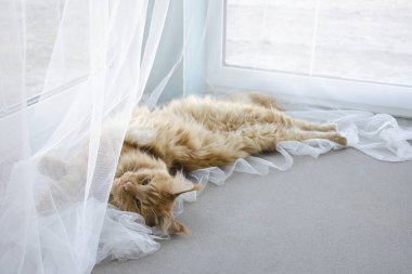 Büyük kırmızı mermer Maine rakun kedi beyaz perdeler ve str yatıyor
